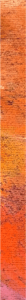 Card Bg